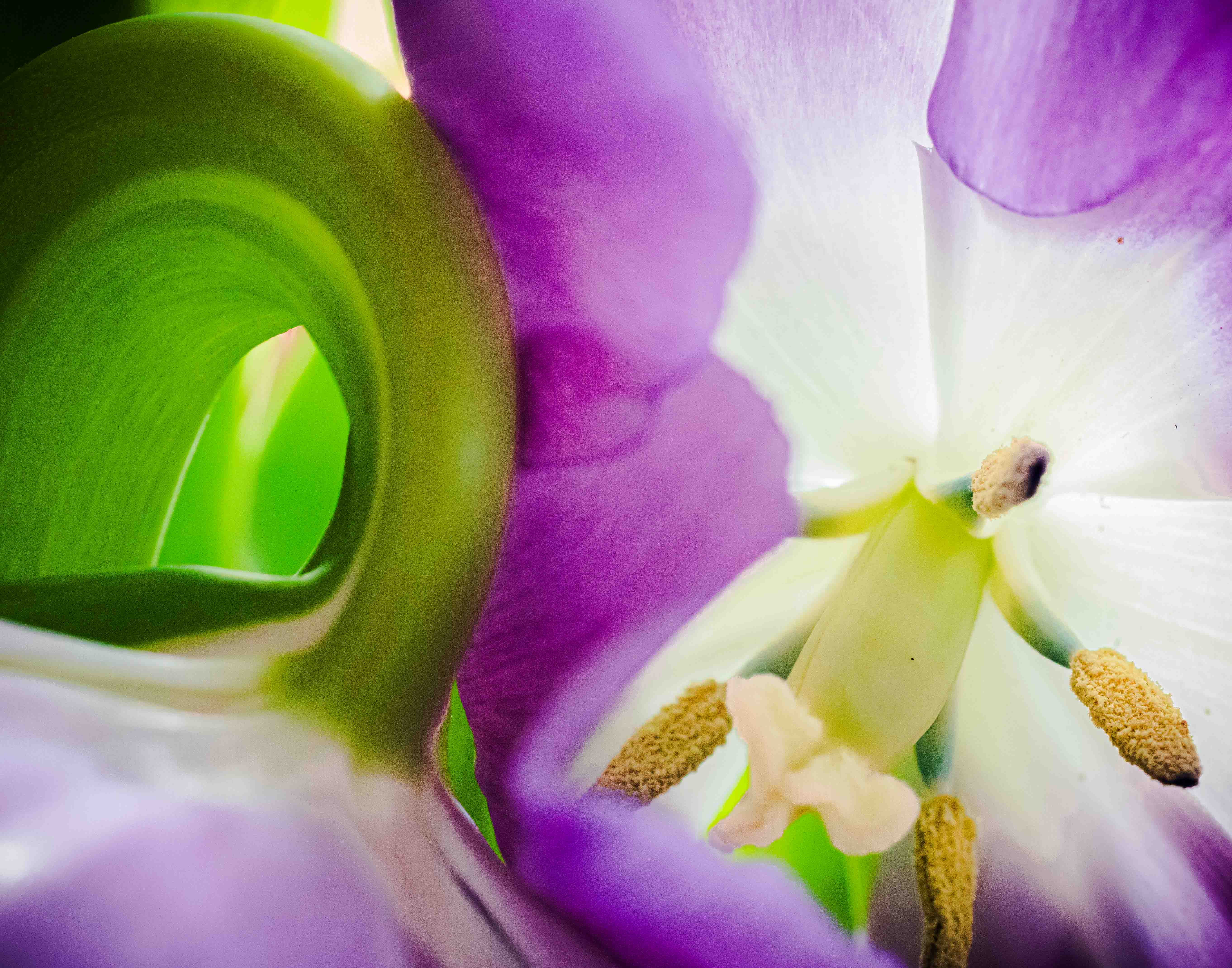 Spring Unveiled by Judith Lesnaw