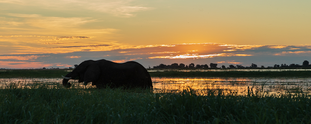 Sunset on the Chobe River by Ally Green