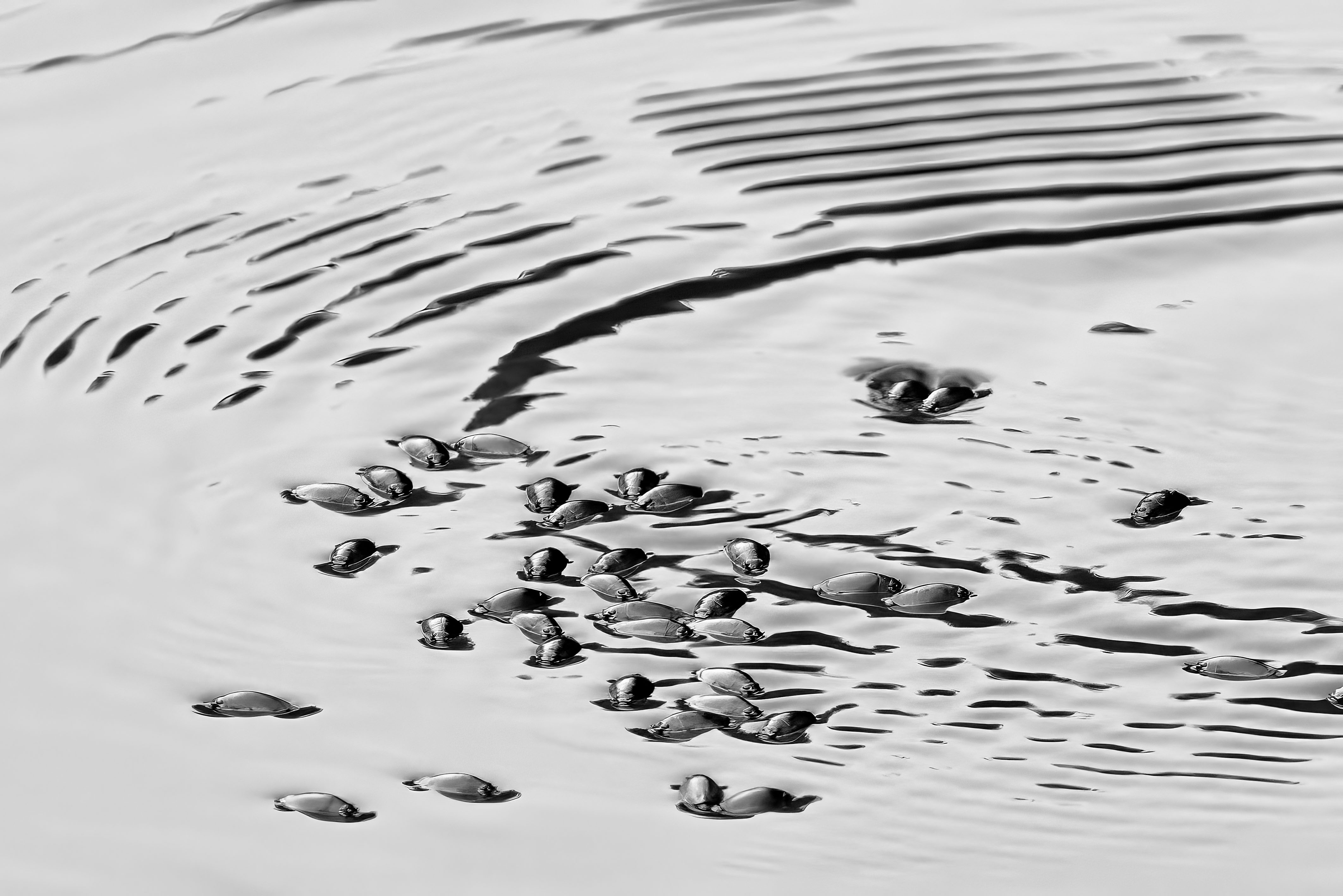 Water Bears by Judith Lesnaw