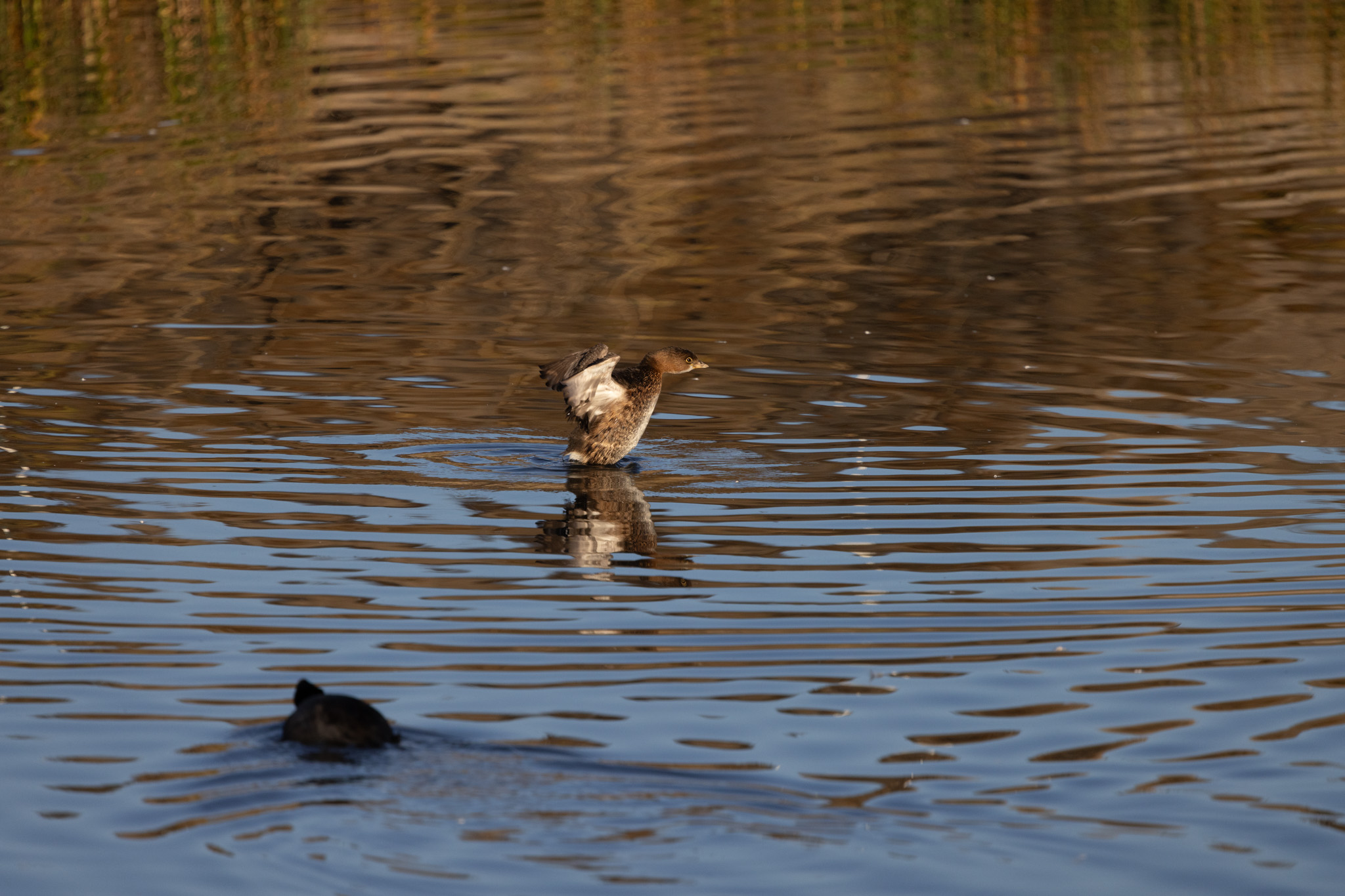 December 2025 - Polly Krauter