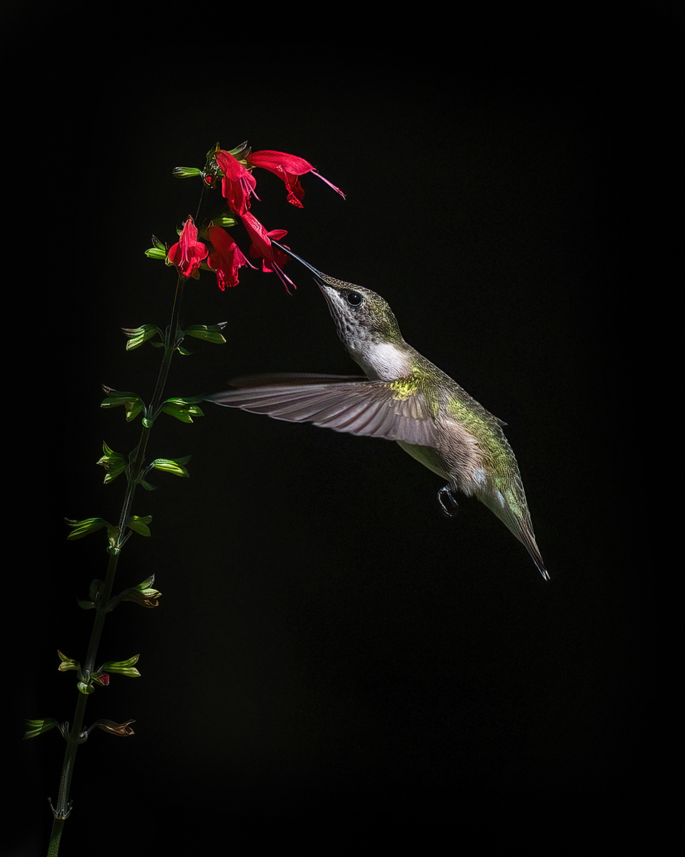 Thirsty Hummer by Tammie Simon