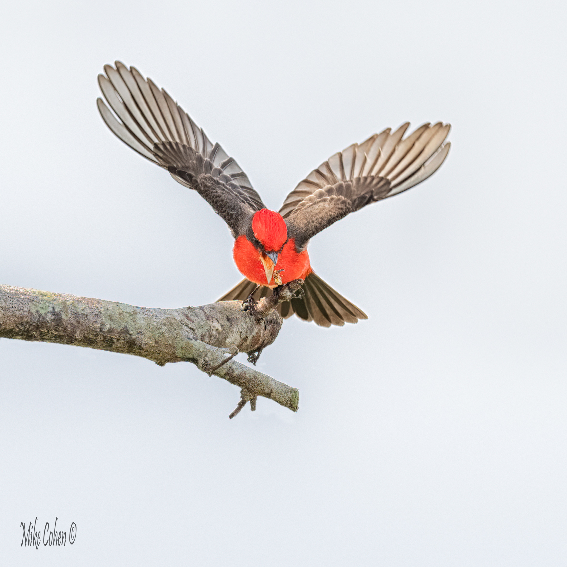 Vermillion flycatcher by Mike Cohen
