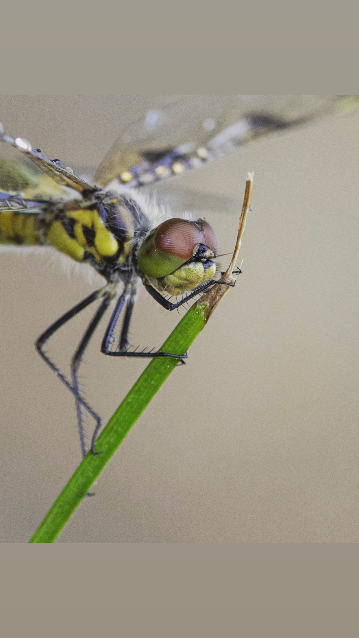 Pennants Dragonfly by Arabella Dane