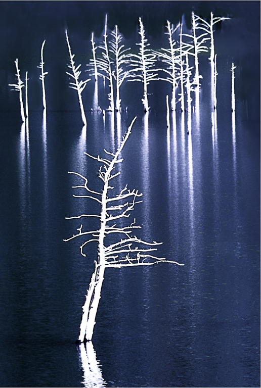 Ghost Trees by Brenda Frezeman