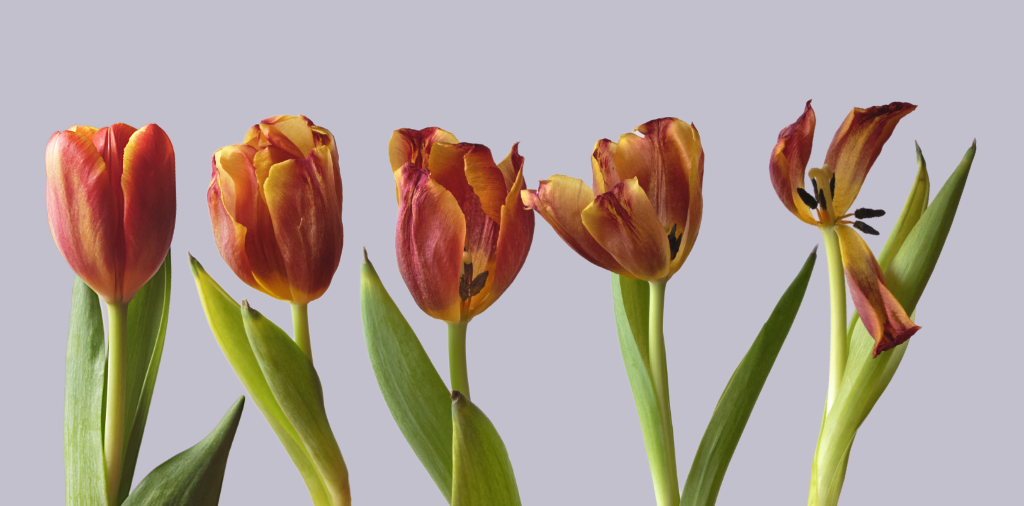 April 2026 - Kirsti N&auml;nt&ouml;-Salonen