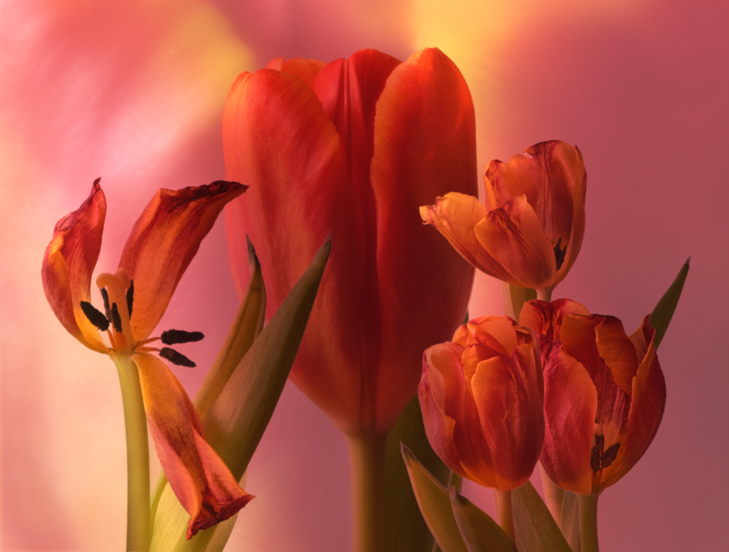 Aging by Kirsti N&auml;nt&ouml;-Salonen