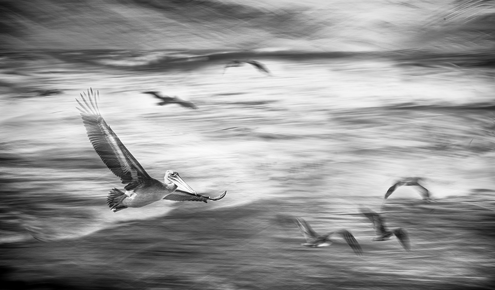 Freedom in Flight by Peggy Nugent