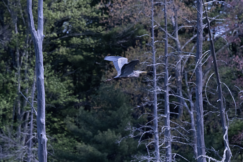 November 2025 - Peggy Nugent