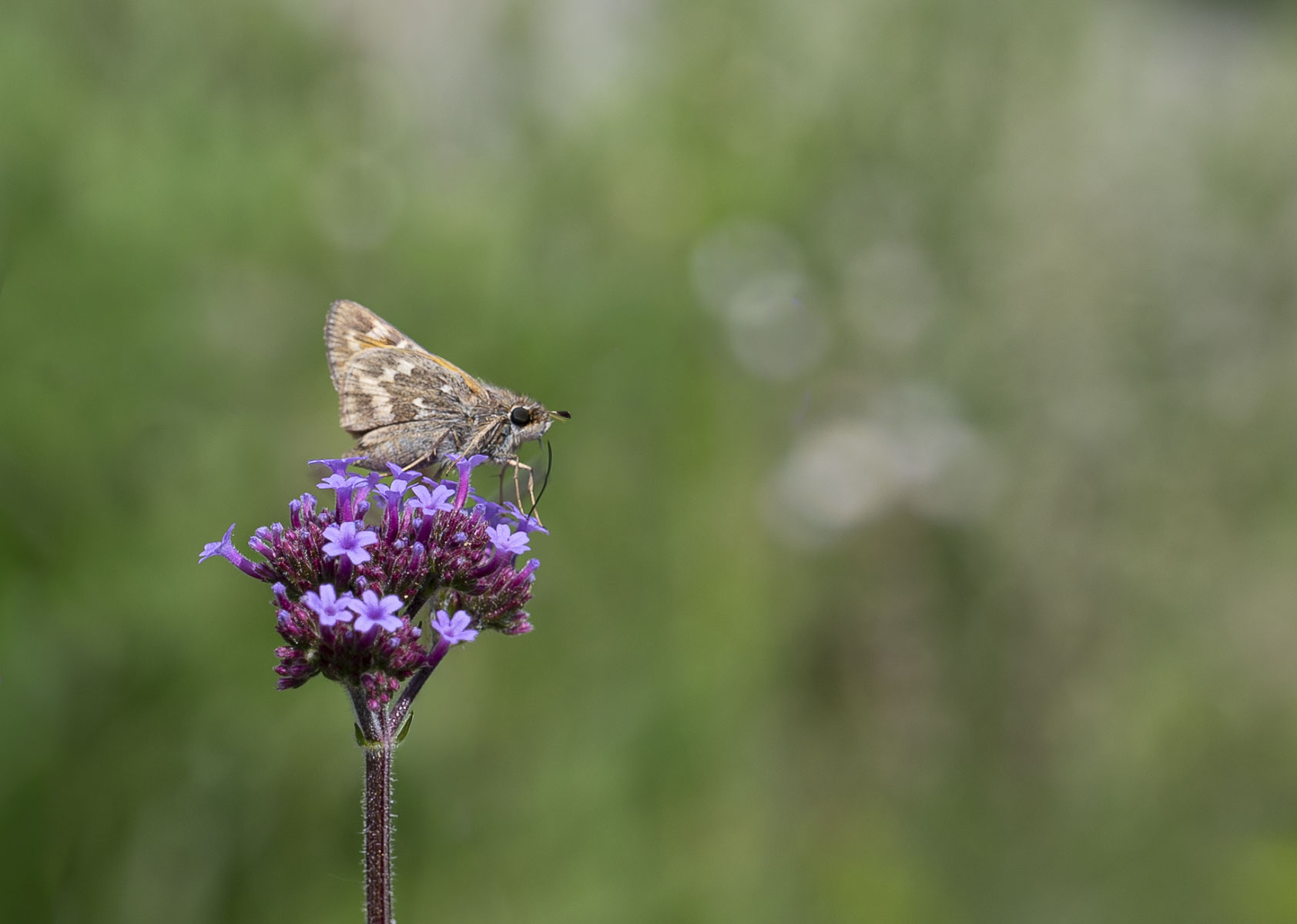 Moth on a Flower by Pauline Jaffe