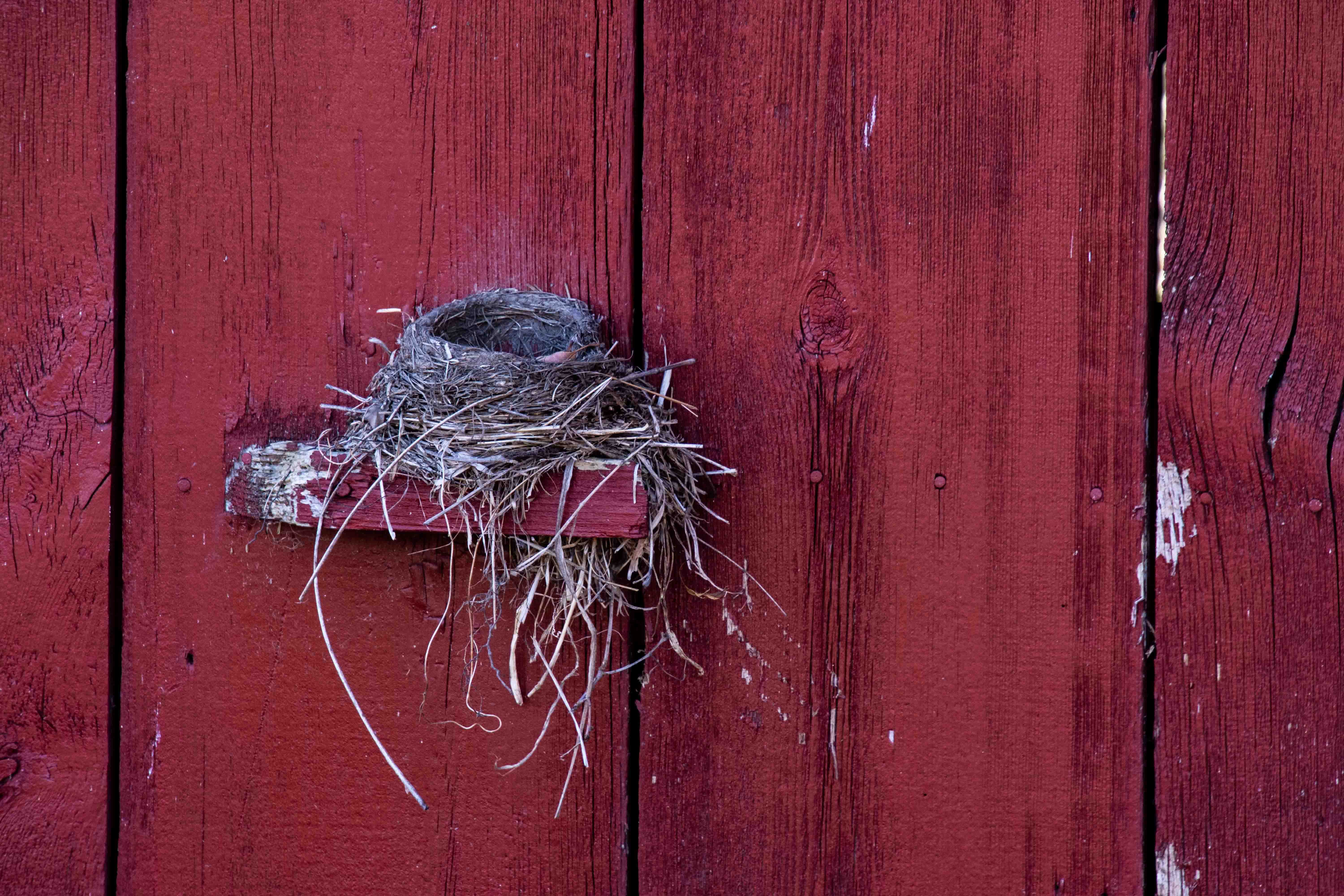 Nest on Barn by Linnea Matthiesen