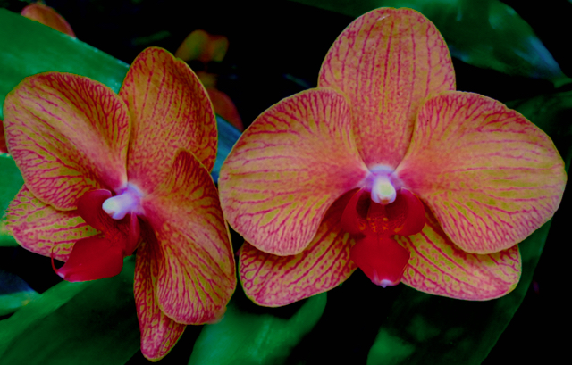 Red Orchids by Marianne Shine