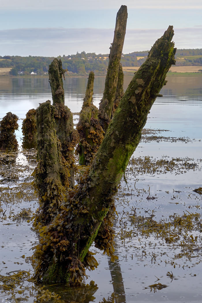 Old Dock Posts by Rick Taft