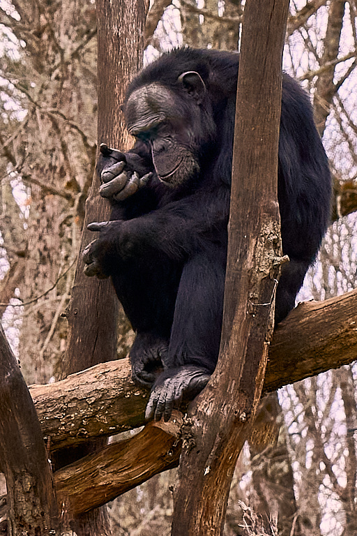 Chimpanzee by Rick Taft