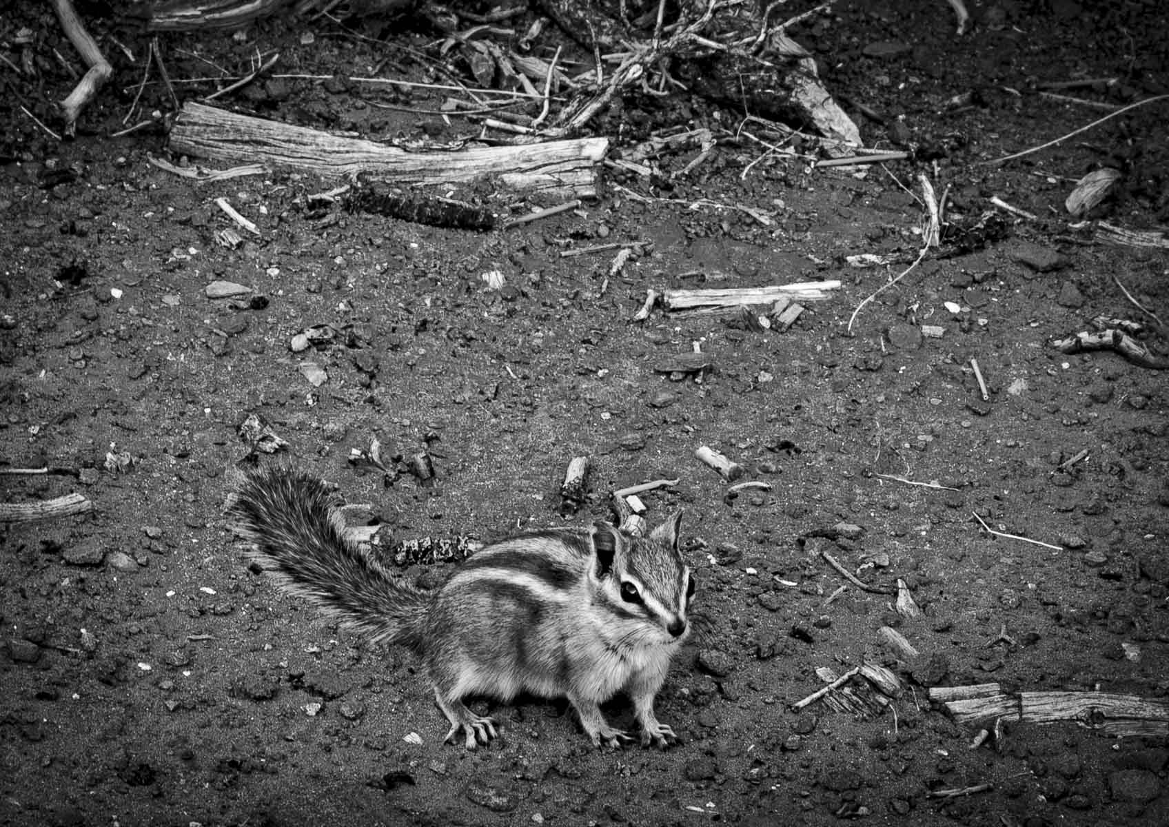 Squirrel at Arches by Pauline Jaffe
