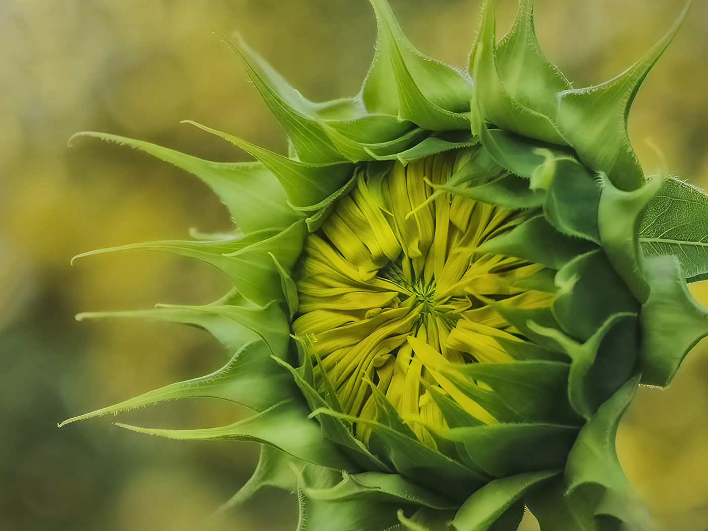 Sunflower by Lori Azevedo