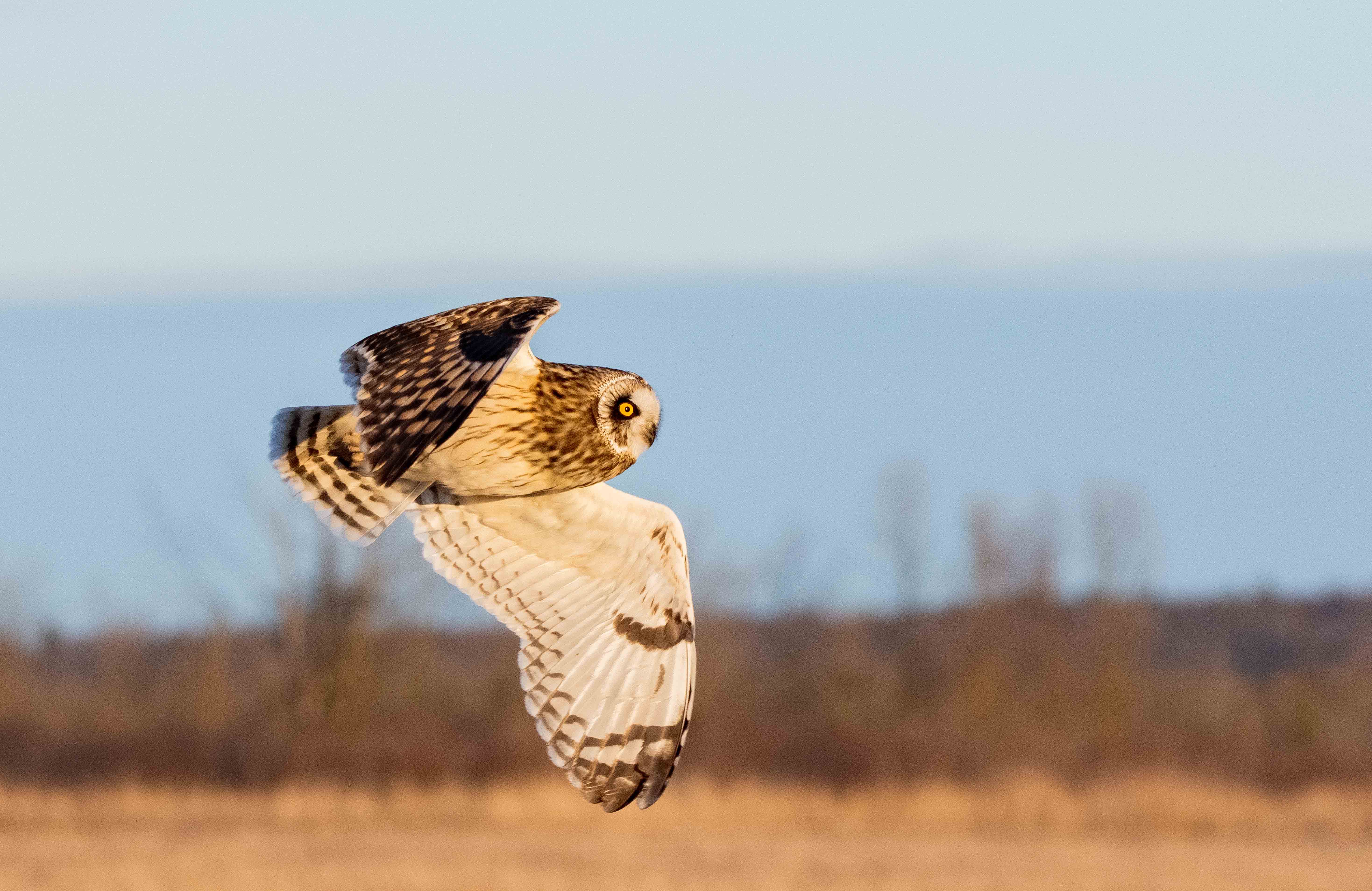 Sunset Flight by Linnea Matthiesen