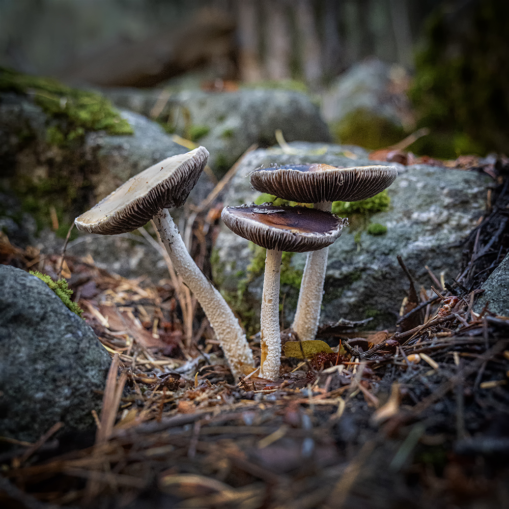 3 Mushrooms by Lori Azevedo