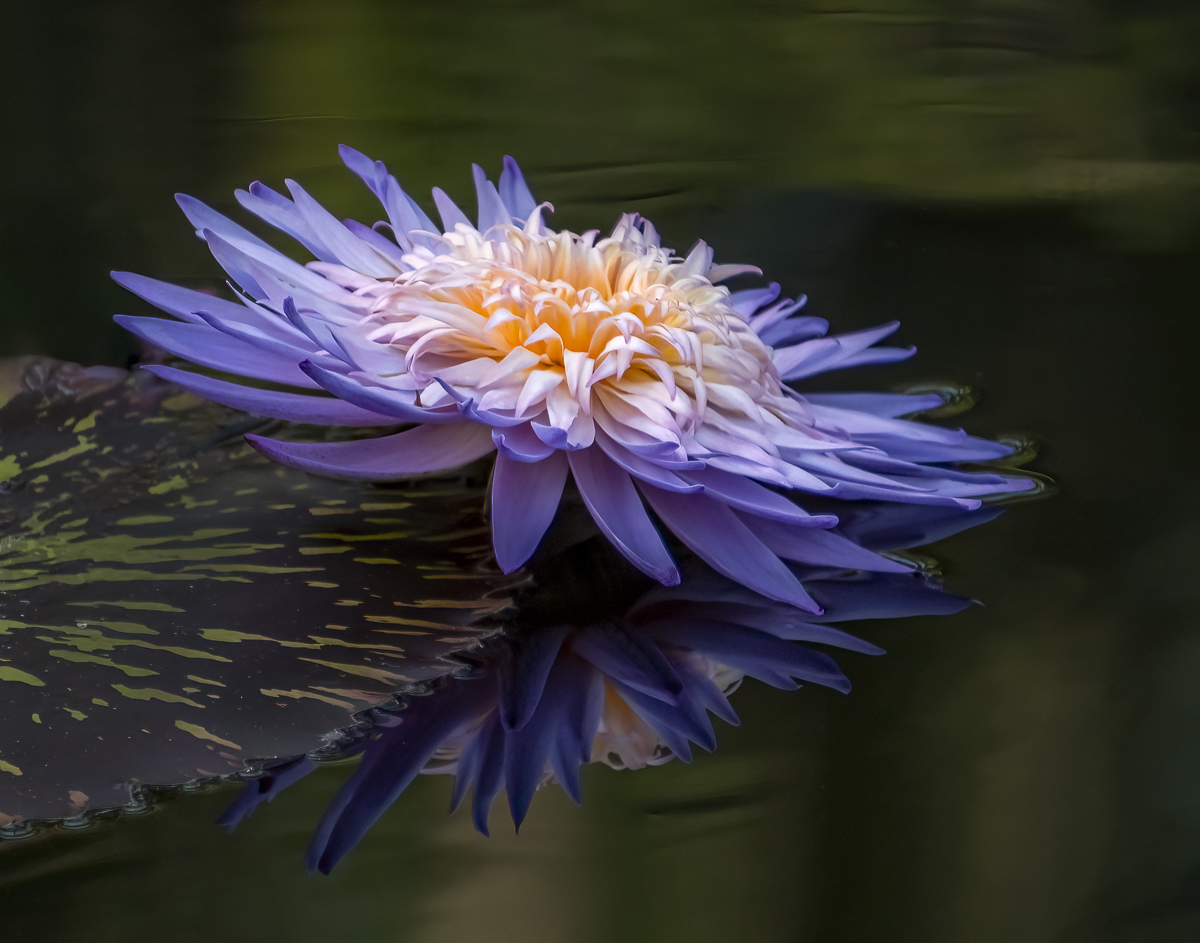 Lovely Lily by Carol Heffernan