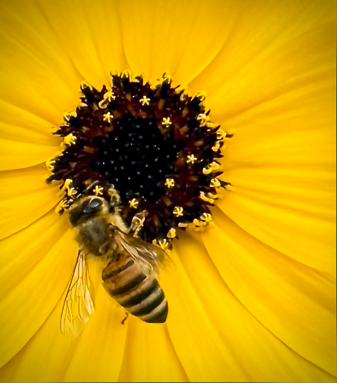 Bee on Florida Sunflower
