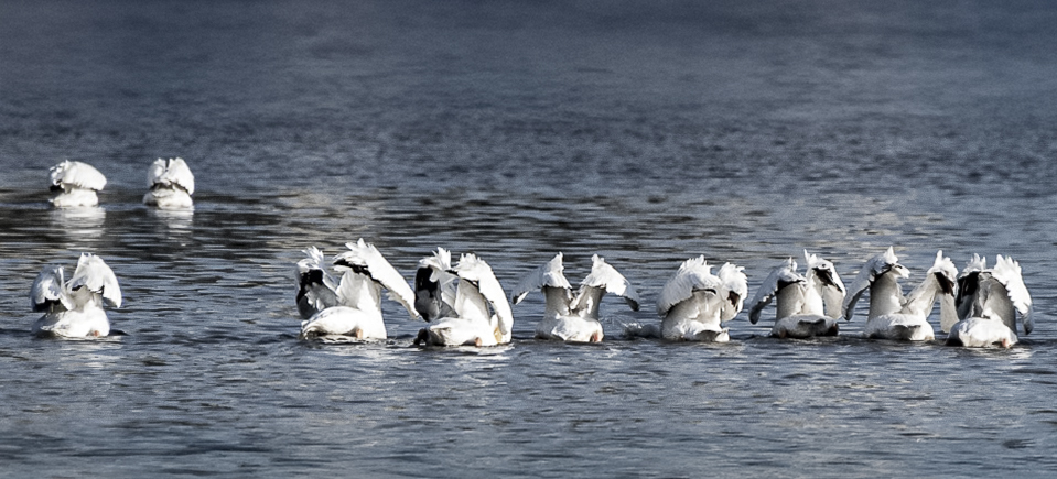 Camera Shy by Carol Heffernan