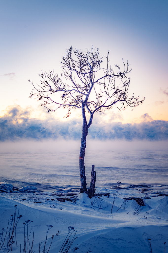 Lonely Winter Tree by Matt Moses