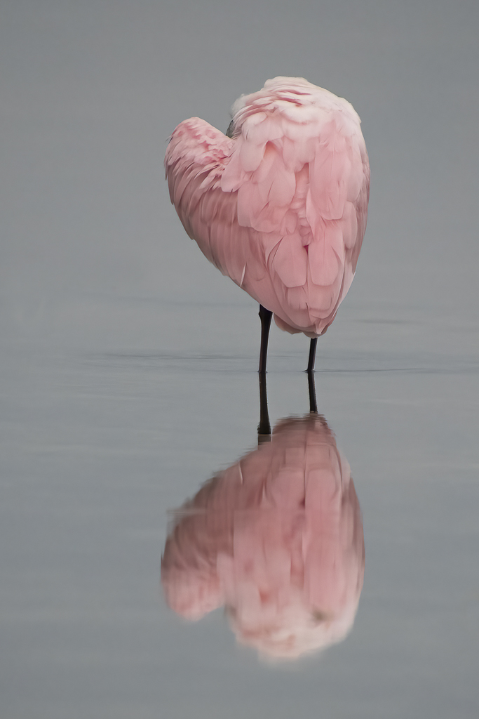 Spoonbill Hearts by Carol Heffernan