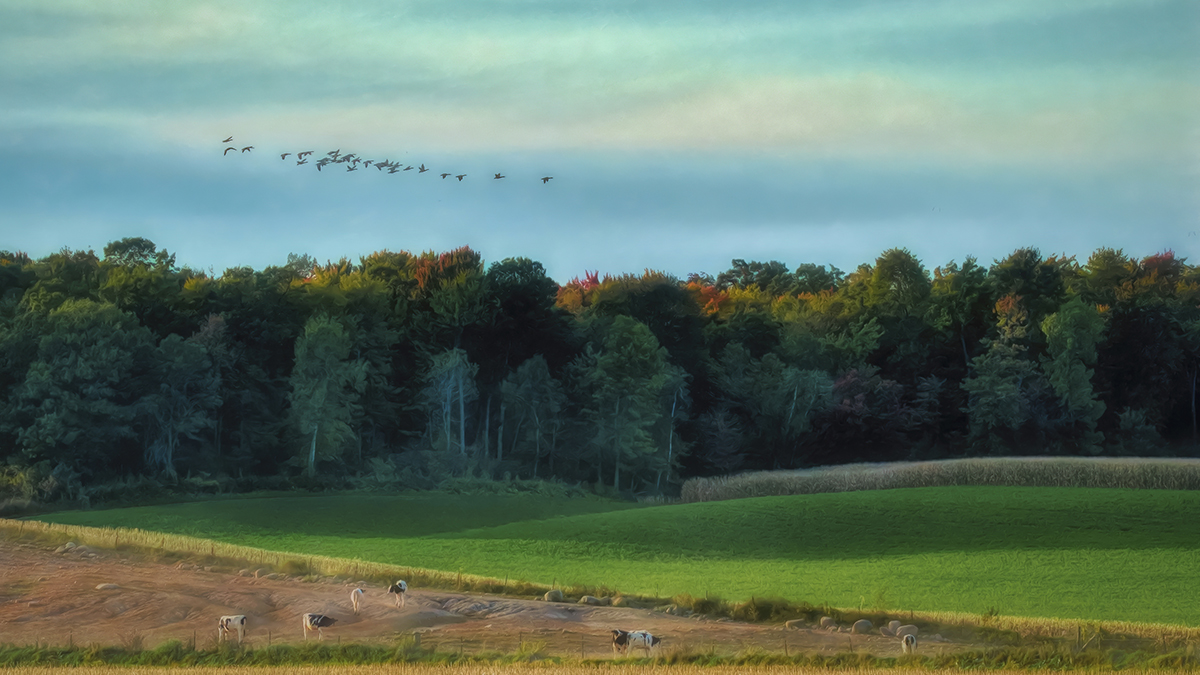 Fall Evening Geese Flight by Trey Foerster