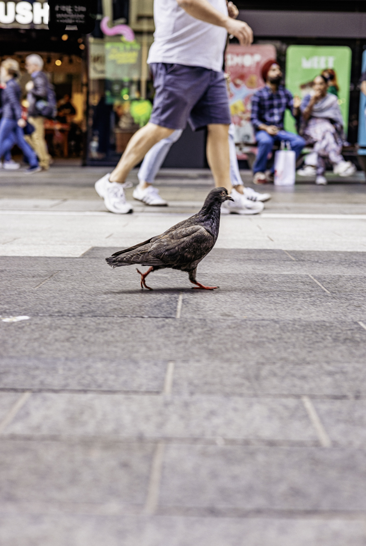 November 2025 - Martin Newland, QPSA