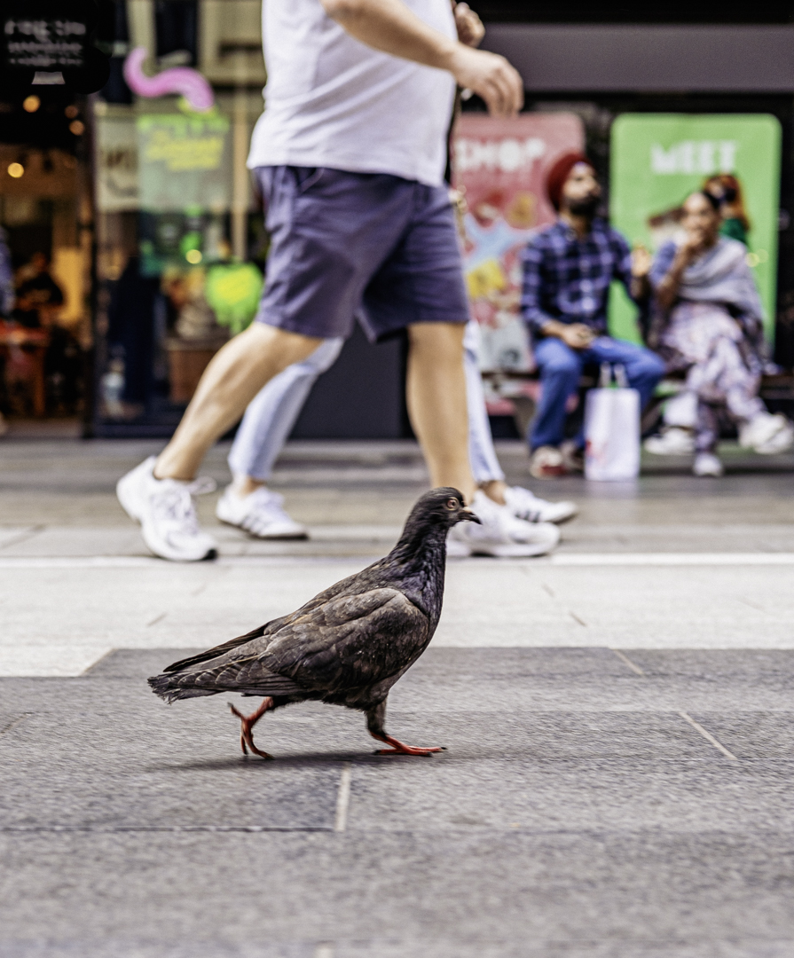 Walking in step by Martin Newland