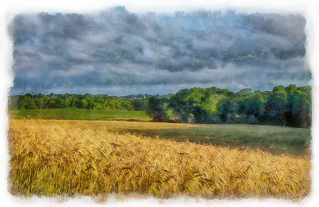 Wheat Before the Storm by Terry Clark