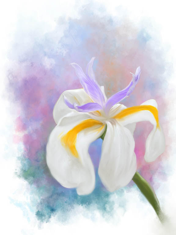 Painted Iris by Nancy Speaker, QPSA, PPSA