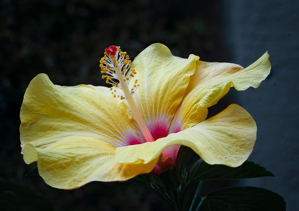 George's Yellow Hibiscus by Marcela Stegemueller