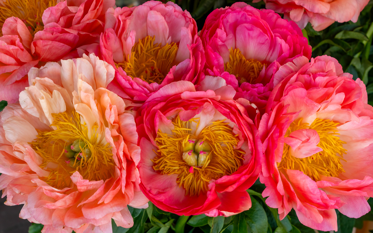 April 2026 - Donna Becker