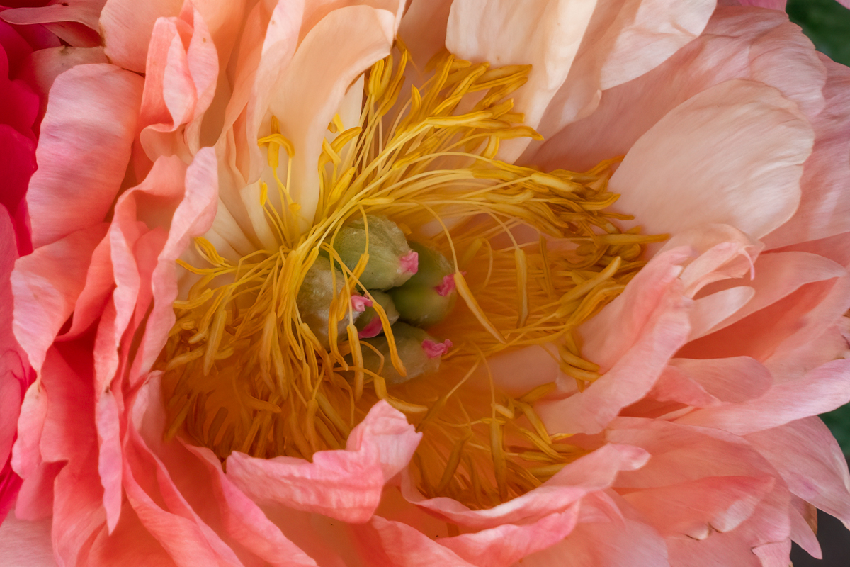  Amsterdam Flower by Donna Becker