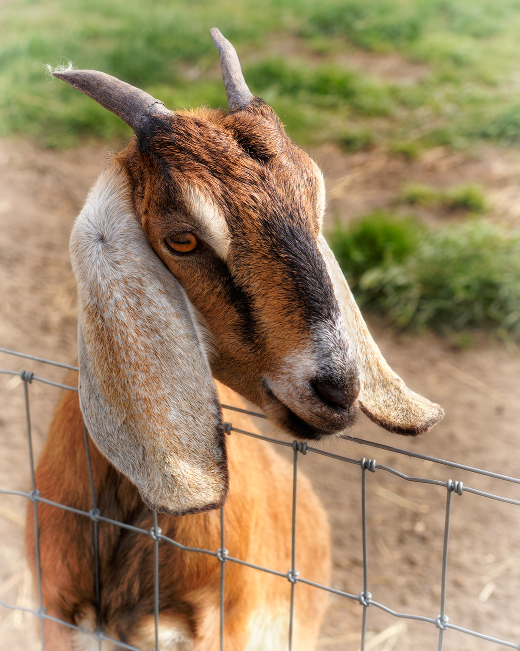 Any Food? by Mary Hinsen