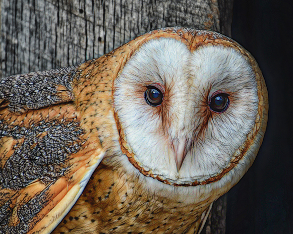 Barn Owl 4 by Cindy Lynch