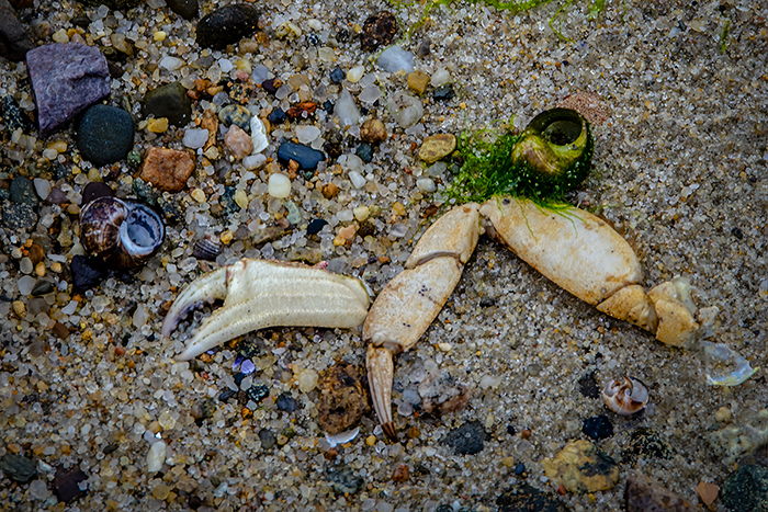 Beach Claw by Cindy Lynch