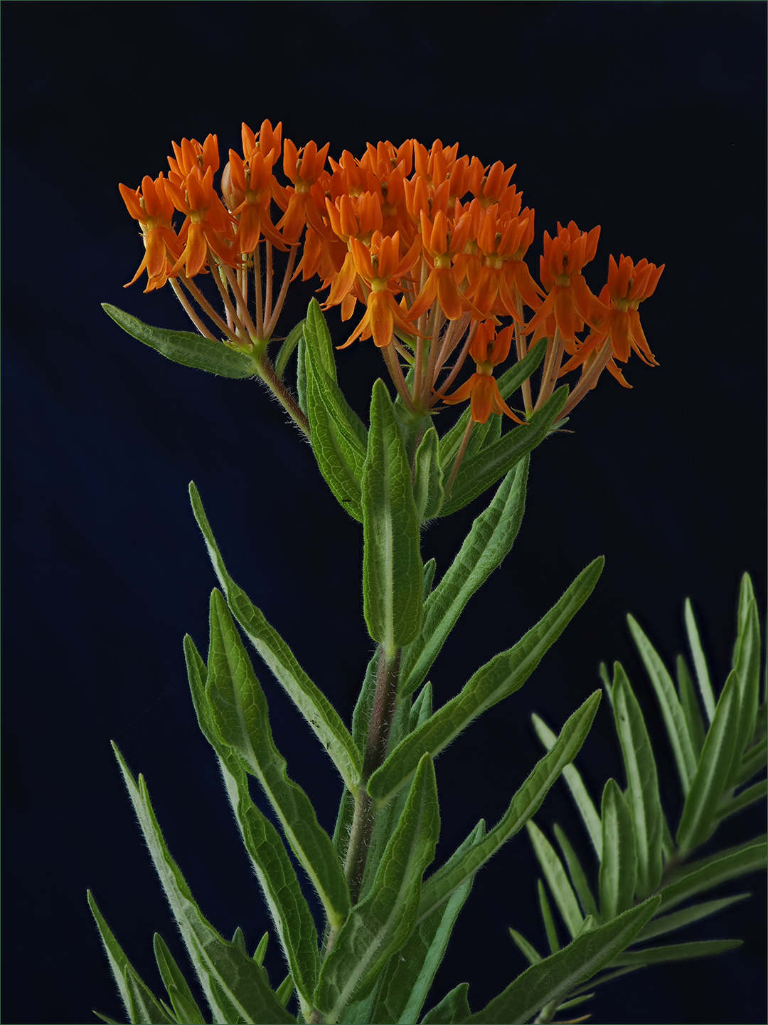 Butterfly Weed