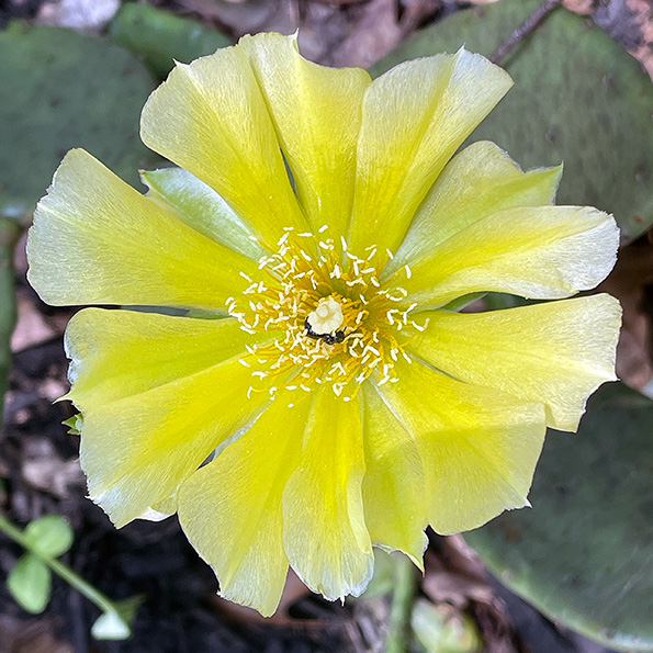 Cactus Flower by Jessica Manelis