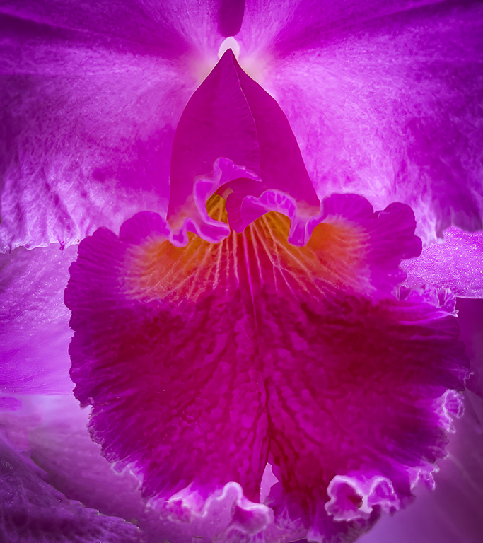 Center Glow by Cindy Lynch