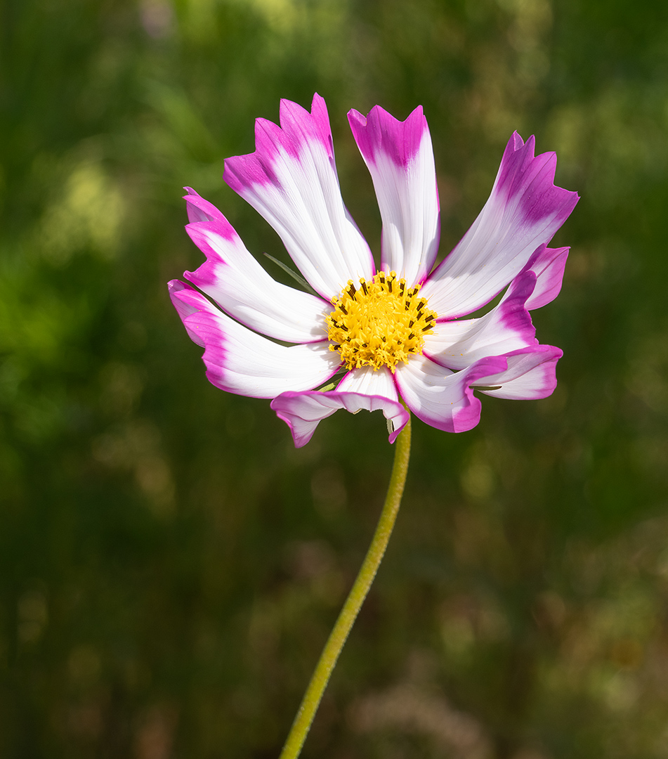 Cosmos Flower