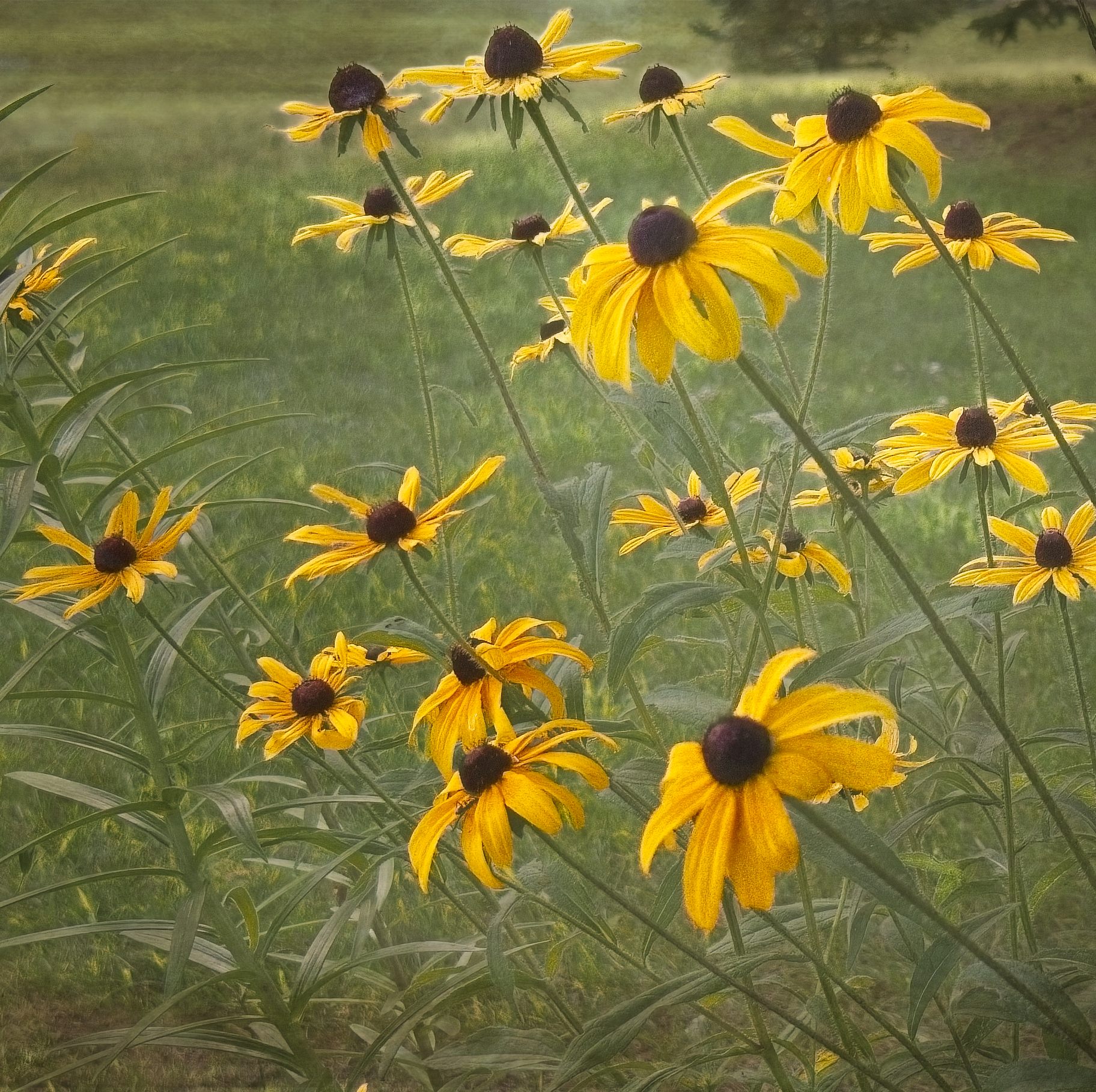 Flower grouping