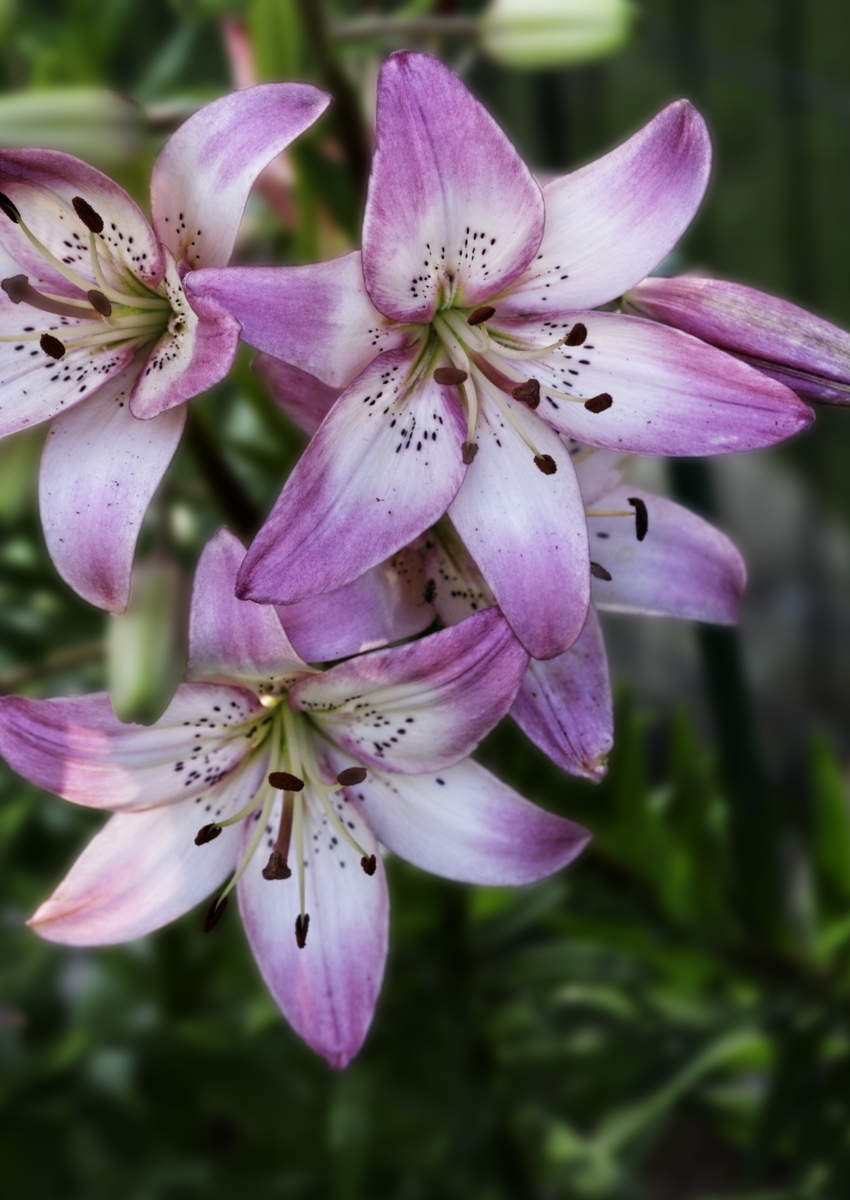 Our Garden in Bloom by Bob Crocker