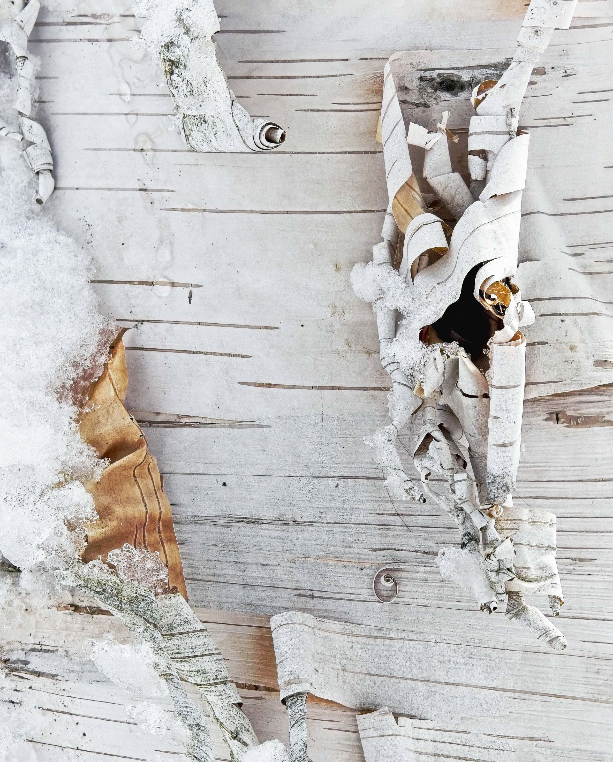 Birch Bark by Bob Crocker