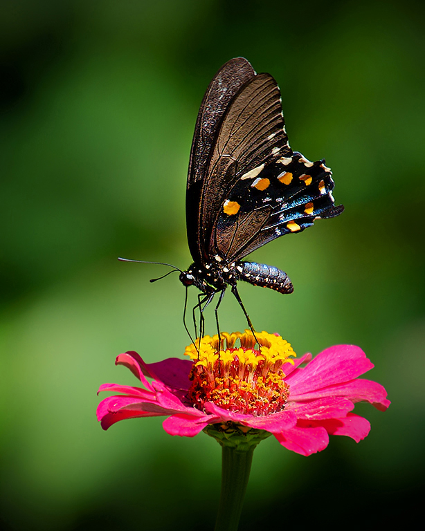 Eastern Tiger Swallowtail by Cindy Lynch