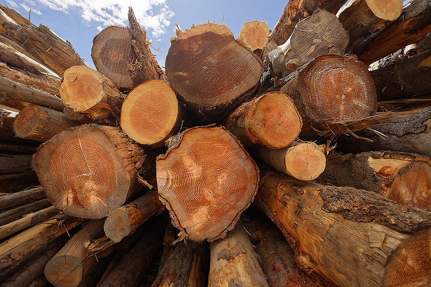 Firewood by Mary Hinsen