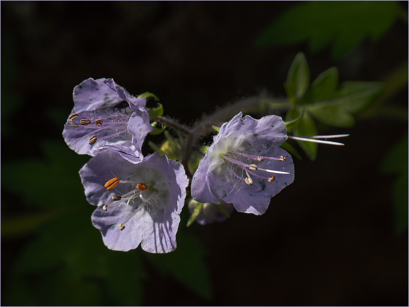 Forest Phacelia Trio by Tom McCreary
