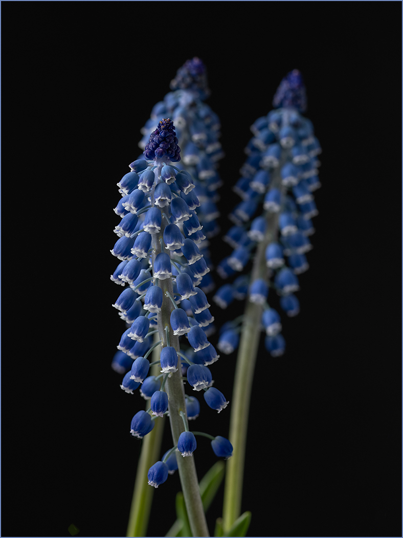 Grape Hyacinth by Tom McCreary, APSA, MPSA