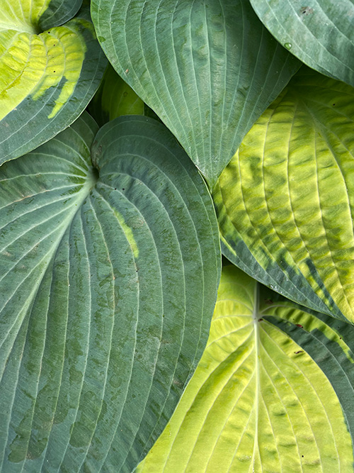 Hosta Garden by Jessica Manelis