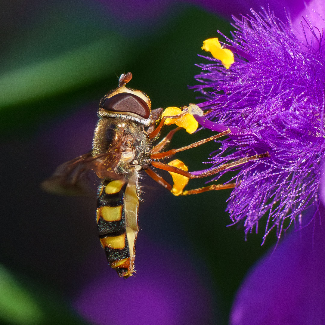 Hover Fly on Spiderwort by Keith Underwood